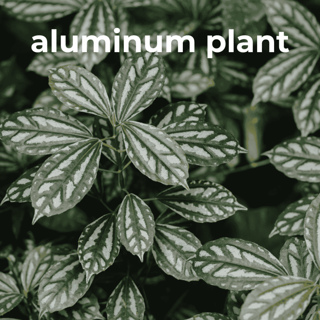 aluminum plant
pet safe houseplant