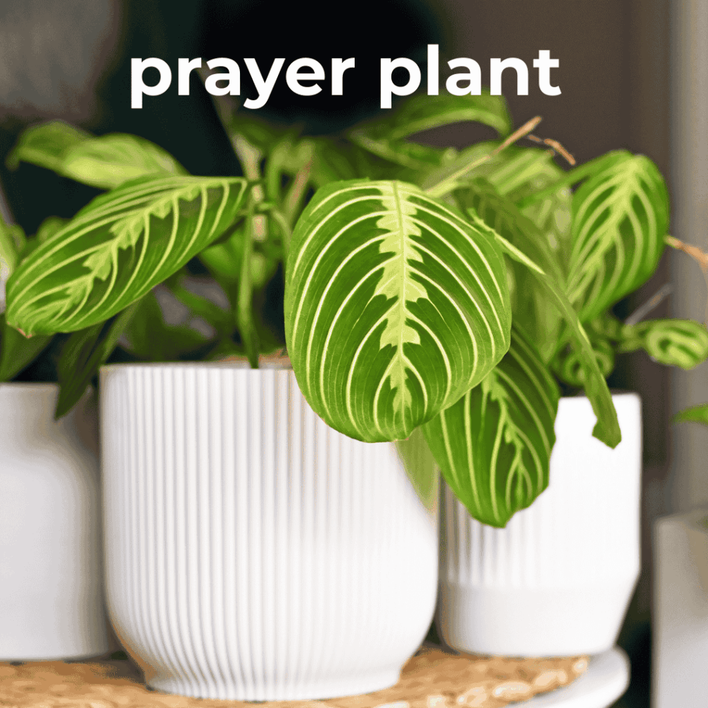 prayer plant