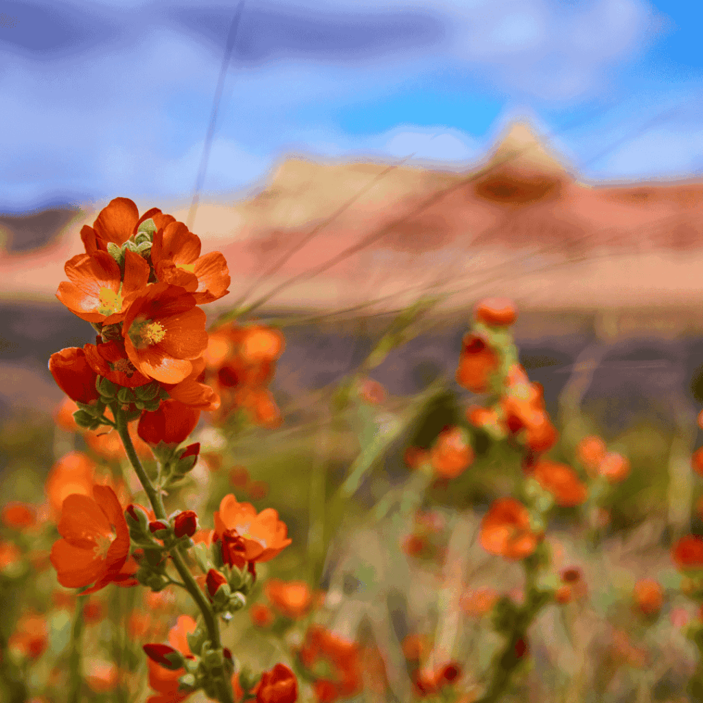 Globemallow (Sphaeralcea munroana) 