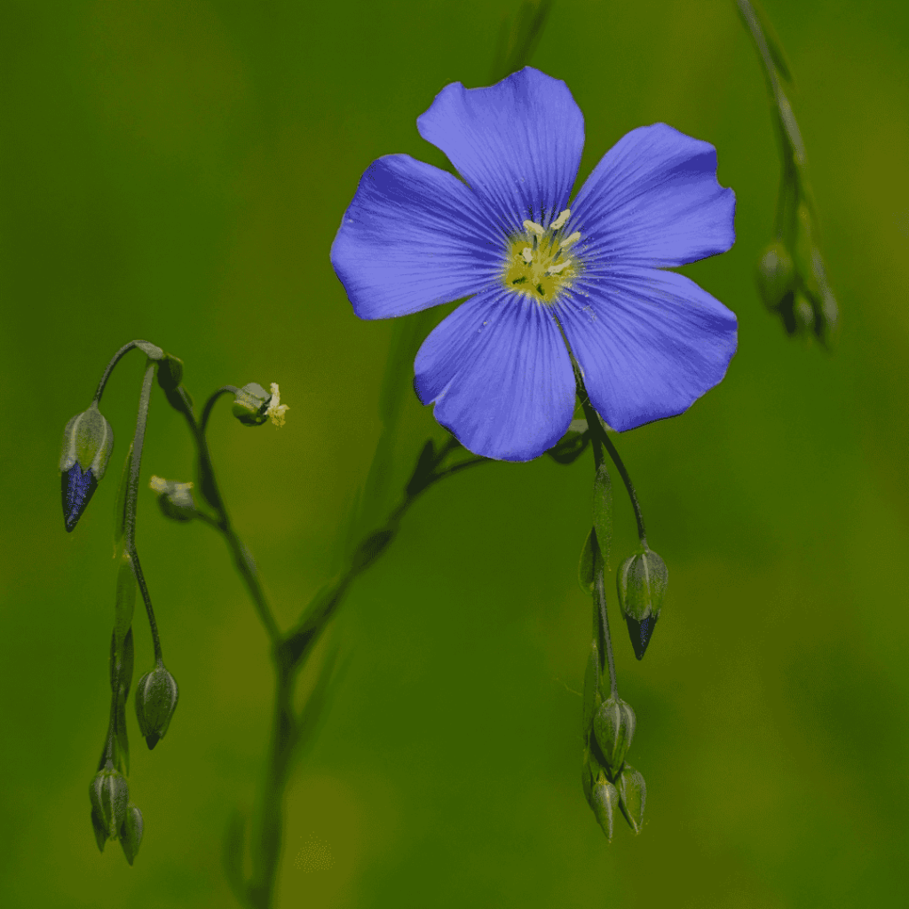 Blue Flax