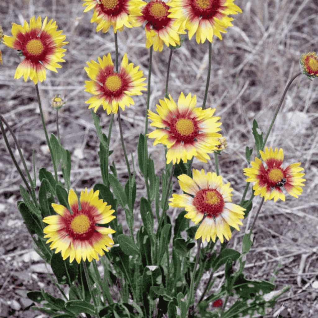 Blanket Flower