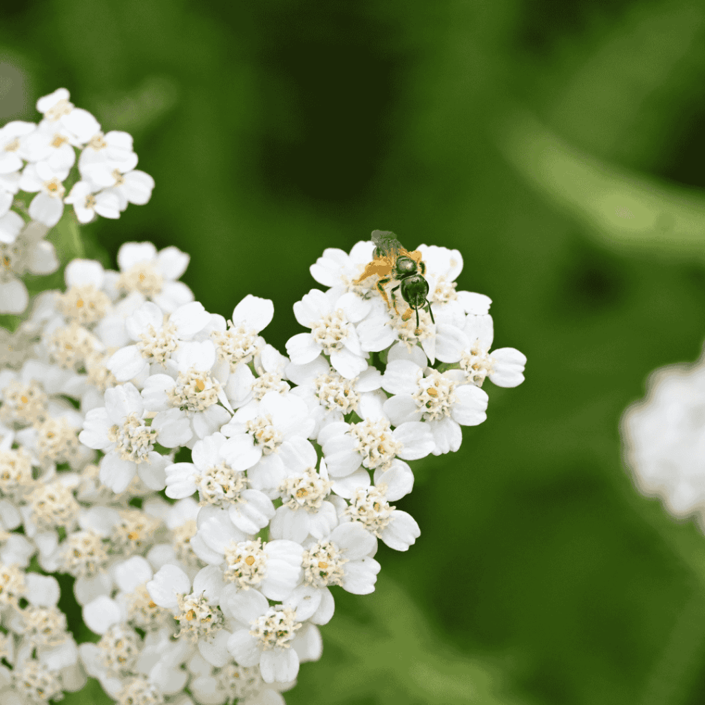 Western yarrow (Achillea millefolium)