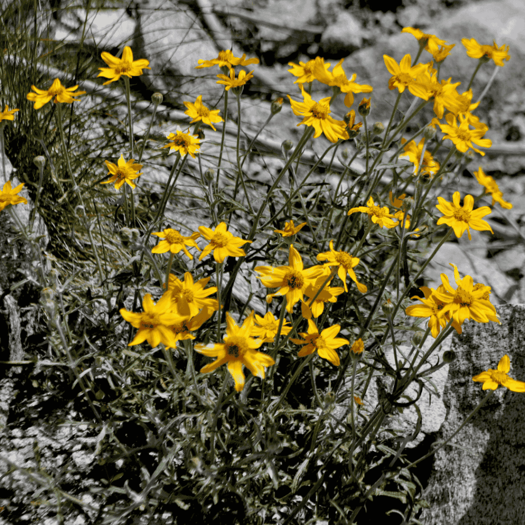 Oregon sunshine (Eriophyllum lanatum)
