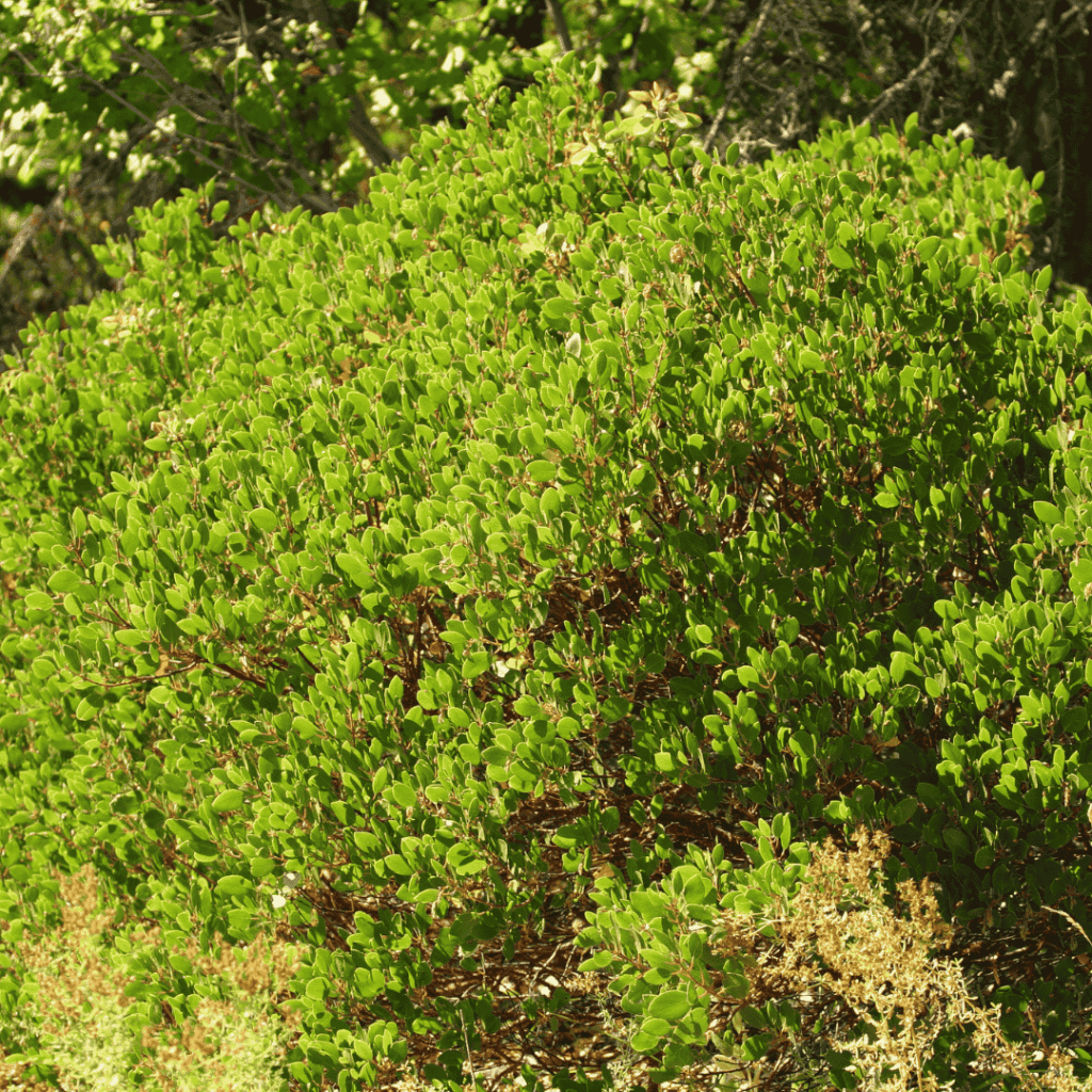 Greenleaf Manzanita (Arctostaphylos patula) 