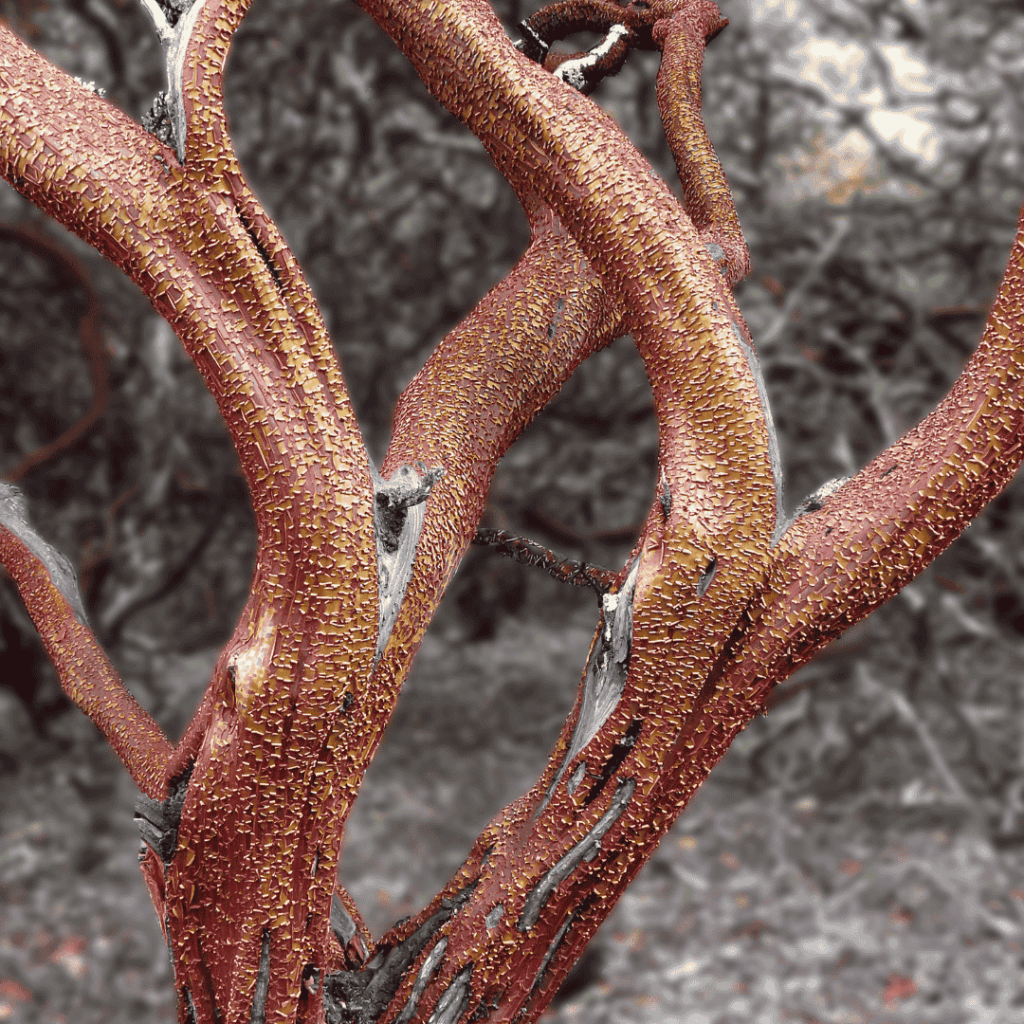 Greenleaf Manzanita (Arctostaphylos patula)
