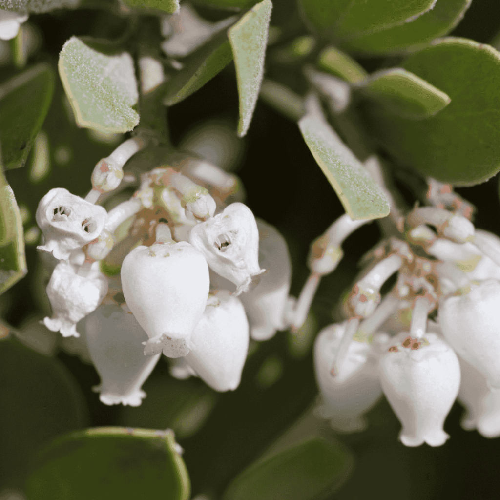 Greenleaf Manzanita (Arctostaphylos patula)