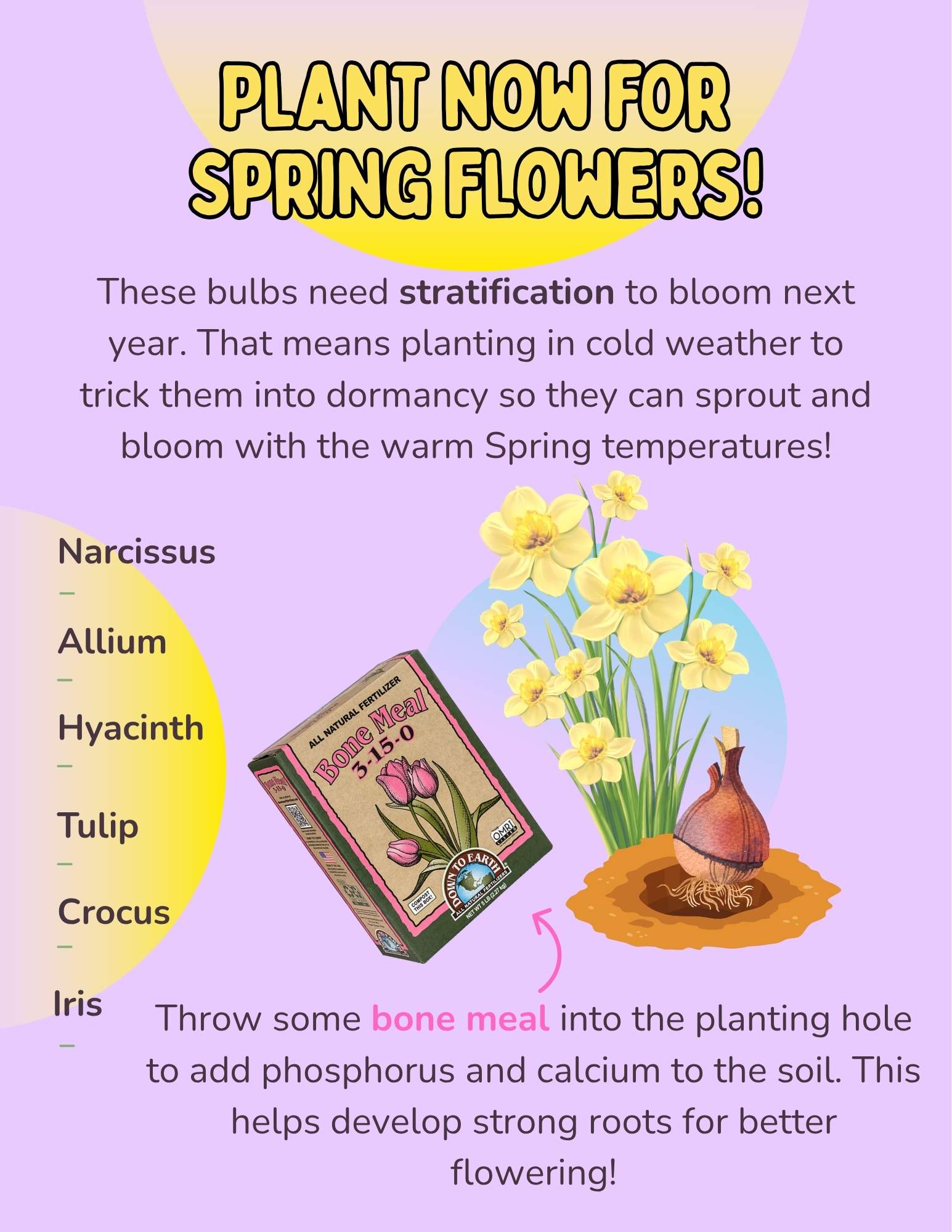 GET YOUR FILL OF FALL BULBS (3)